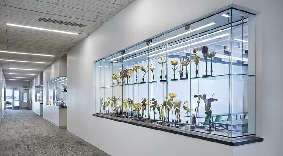 Bell Museum Hallway with Display Case