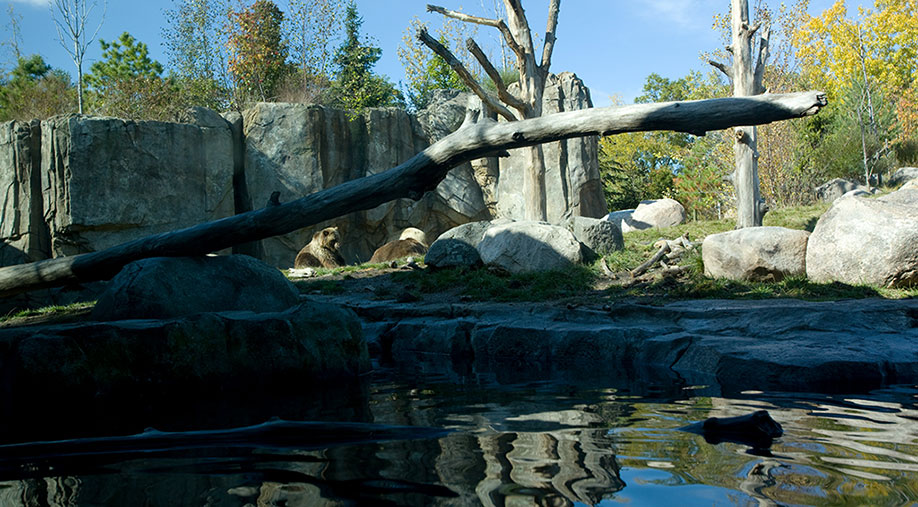 Minnesota Zoo Russia's Grizzly Coast Exhibit