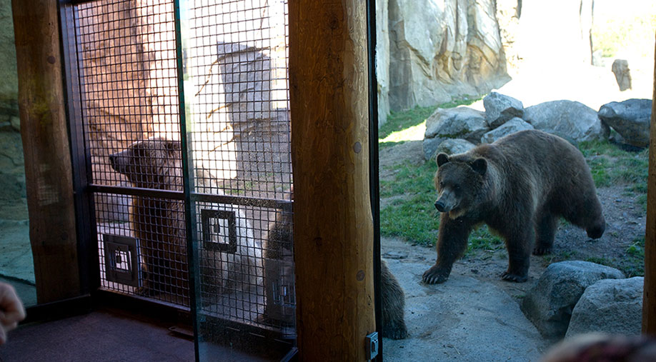 Minnesota Zoo Grizzly Bear